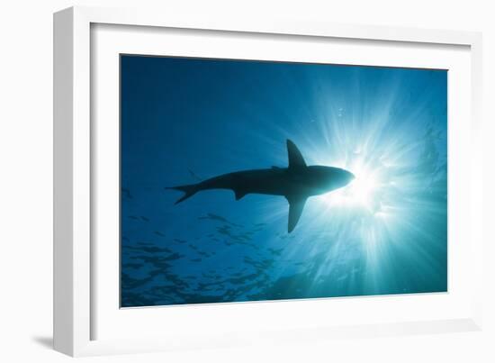 Blacktip Shark (Carcharhinus Limbatus)-Reinhard Dirscherl-Framed Photographic Print