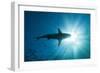 Blacktip Shark (Carcharhinus Limbatus)-Reinhard Dirscherl-Framed Photographic Print