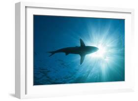 Blacktip Shark (Carcharhinus Limbatus)-Reinhard Dirscherl-Framed Photographic Print