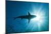 Blacktip Shark (Carcharhinus Limbatus)-Reinhard Dirscherl-Mounted Photographic Print