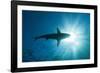 Blacktip Shark (Carcharhinus Limbatus)-Reinhard Dirscherl-Framed Photographic Print