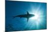 Blacktip Shark (Carcharhinus Limbatus)-Reinhard Dirscherl-Mounted Photographic Print