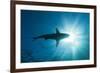 Blacktip Shark (Carcharhinus Limbatus)-Reinhard Dirscherl-Framed Photographic Print