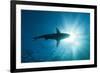 Blacktip Shark (Carcharhinus Limbatus)-Reinhard Dirscherl-Framed Photographic Print