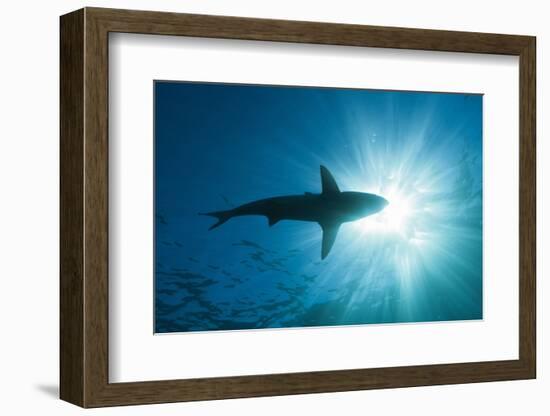 Blacktip Shark (Carcharhinus Limbatus)-Reinhard Dirscherl-Framed Photographic Print