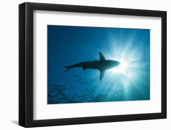 Blacktip Shark (Carcharhinus Limbatus)-Reinhard Dirscherl-Framed Photographic Print