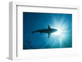 Blacktip Shark (Carcharhinus Limbatus)-Reinhard Dirscherl-Framed Photographic Print