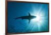 Blacktip Shark (Carcharhinus Limbatus)-Reinhard Dirscherl-Framed Photographic Print