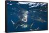 Blacktip Sharks (Carcharhinus Limbatus)-Reinhard Dirscherl-Framed Stretched Canvas