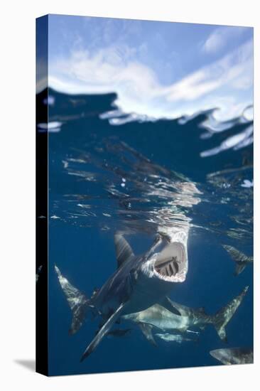 Blacktip Sharks (Carcharhinus Limbatus)-Reinhard Dirscherl-Stretched Canvas