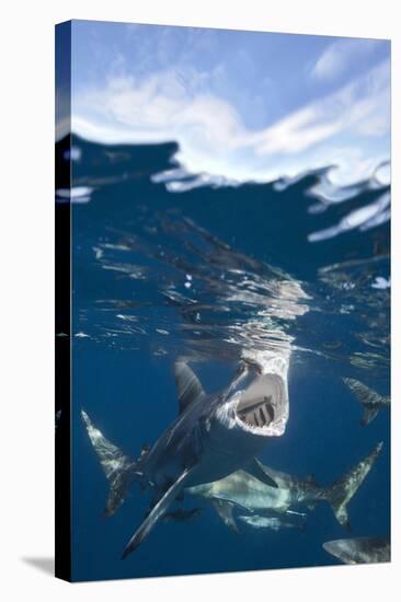 Blacktip Sharks (Carcharhinus Limbatus)-Reinhard Dirscherl-Stretched Canvas