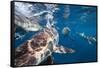Blacktip Sharks (Carcharhinus Limbatus)-Reinhard Dirscherl-Framed Stretched Canvas