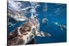 Blacktip Sharks (Carcharhinus Limbatus)-Reinhard Dirscherl-Stretched Canvas