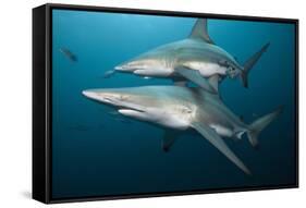 Blacktip Sharks (Carcharhinus Limbatus)-Reinhard Dirscherl-Framed Stretched Canvas