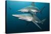 Blacktip Sharks (Carcharhinus Limbatus)-Reinhard Dirscherl-Stretched Canvas