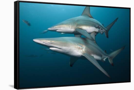 Blacktip Sharks (Carcharhinus Limbatus)-Reinhard Dirscherl-Framed Stretched Canvas