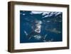 Blacktip Sharks (Carcharhinus Limbatus)-Reinhard Dirscherl-Framed Photographic Print