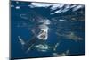 Blacktip Sharks (Carcharhinus Limbatus)-Reinhard Dirscherl-Mounted Photographic Print