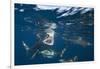 Blacktip Sharks (Carcharhinus Limbatus)-Reinhard Dirscherl-Framed Photographic Print