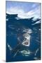 Blacktip Sharks (Carcharhinus Limbatus)-Reinhard Dirscherl-Mounted Photographic Print