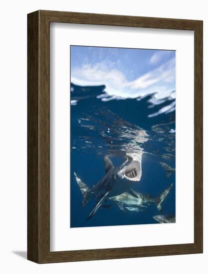 Blacktip Sharks (Carcharhinus Limbatus)-Reinhard Dirscherl-Framed Photographic Print