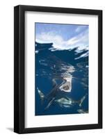 Blacktip Sharks (Carcharhinus Limbatus)-Reinhard Dirscherl-Framed Photographic Print