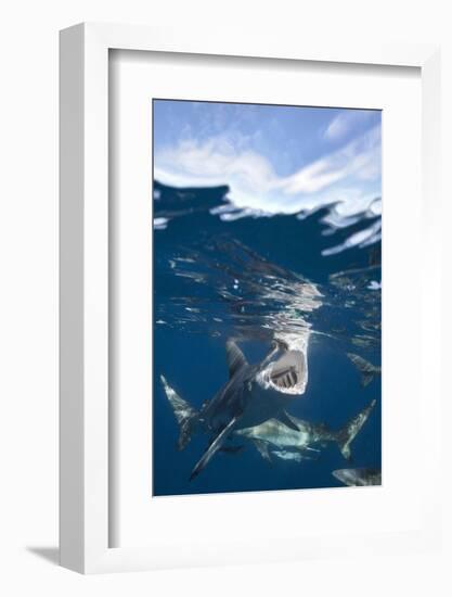 Blacktip Sharks (Carcharhinus Limbatus)-Reinhard Dirscherl-Framed Photographic Print