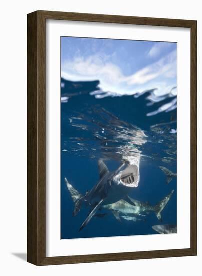 Blacktip Sharks (Carcharhinus Limbatus)-Reinhard Dirscherl-Framed Photographic Print