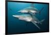 Blacktip Sharks (Carcharhinus Limbatus)-Reinhard Dirscherl-Framed Photographic Print