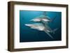 Blacktip Sharks (Carcharhinus Limbatus)-Reinhard Dirscherl-Framed Photographic Print