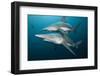 Blacktip Sharks (Carcharhinus Limbatus)-Reinhard Dirscherl-Framed Photographic Print