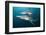 Blacktip Sharks (Carcharhinus Limbatus)-Reinhard Dirscherl-Framed Photographic Print