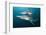 Blacktip Sharks (Carcharhinus Limbatus)-Reinhard Dirscherl-Framed Photographic Print