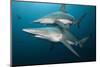 Blacktip Sharks (Carcharhinus Limbatus)-Reinhard Dirscherl-Mounted Photographic Print