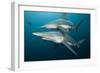 Blacktip Sharks (Carcharhinus Limbatus)-Reinhard Dirscherl-Framed Photographic Print