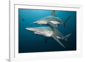 Blacktip Sharks (Carcharhinus Limbatus)-Reinhard Dirscherl-Framed Photographic Print