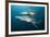 Blacktip Sharks (Carcharhinus Limbatus)-Reinhard Dirscherl-Framed Photographic Print