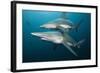 Blacktip Sharks (Carcharhinus Limbatus)-Reinhard Dirscherl-Framed Photographic Print