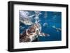 Blacktip Sharks (Carcharhinus Limbatus)-Reinhard Dirscherl-Framed Photographic Print