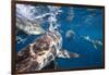 Blacktip Sharks (Carcharhinus Limbatus)-Reinhard Dirscherl-Framed Photographic Print