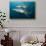 Blacktip Sharks (Carcharhinus Limbatus)-Reinhard Dirscherl-Stretched Canvas displayed on a wall