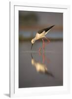 Blackwinged stilt (Himantopus himantopus), Zimanga private game reserve, KwaZulu-Natal, South Afric-Ann and Steve Toon-Framed Photographic Print