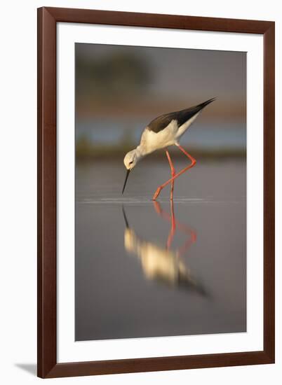 Blackwinged stilt (Himantopus himantopus), Zimanga private game reserve, KwaZulu-Natal, South Afric-Ann and Steve Toon-Framed Photographic Print