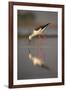 Blackwinged stilt (Himantopus himantopus), Zimanga private game reserve, KwaZulu-Natal, South Afric-Ann and Steve Toon-Framed Photographic Print