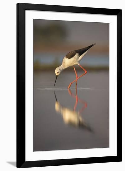 Blackwinged stilt (Himantopus himantopus), Zimanga private game reserve, KwaZulu-Natal, South Afric-Ann and Steve Toon-Framed Photographic Print