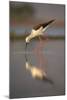 Blackwinged stilt (Himantopus himantopus), Zimanga private game reserve, KwaZulu-Natal, South Afric-Ann and Steve Toon-Mounted Photographic Print