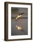 Blackwinged stilt (Himantopus himantopus), Zimanga private game reserve, KwaZulu-Natal, South Afric-Ann and Steve Toon-Framed Photographic Print