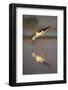 Blackwinged stilt (Himantopus himantopus), Zimanga private game reserve, KwaZulu-Natal, South Afric-Ann and Steve Toon-Framed Photographic Print