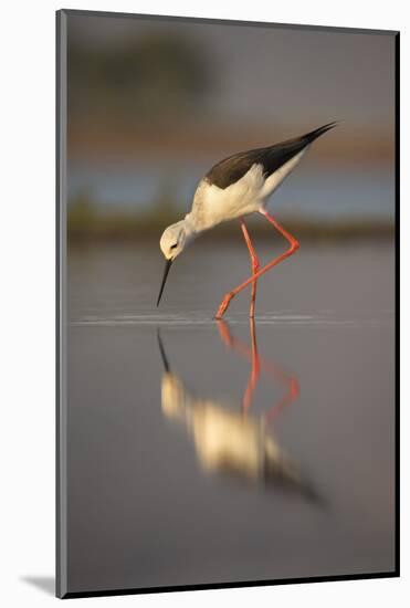 Blackwinged stilt (Himantopus himantopus), Zimanga private game reserve, KwaZulu-Natal, South Afric-Ann and Steve Toon-Mounted Photographic Print