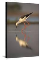 Blackwinged stilt (Himantopus himantopus), Zimanga private game reserve, KwaZulu-Natal, South Afric-Ann and Steve Toon-Stretched Canvas